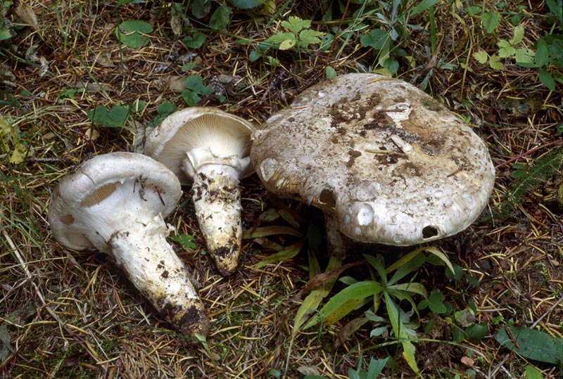 Catathelasma ventricosum group